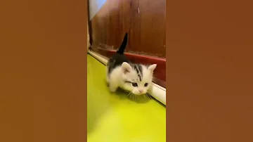 قطة كيوت قطط قطة قطة صغيرة قطه كيوت قطة كيوت Cat Catvideos Catvideo Cats Small بزونه 