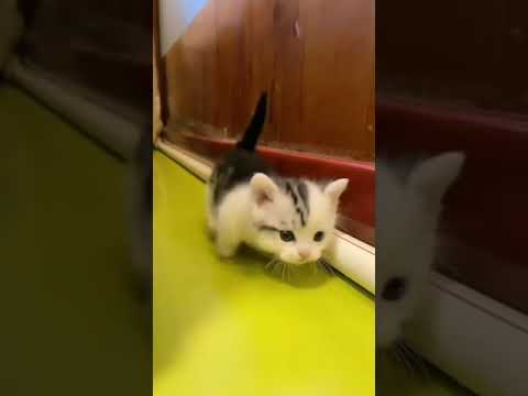 قطة كيوت قطط قطة قطة صغيرة قطه كيوت قطة كيوت      بزونه