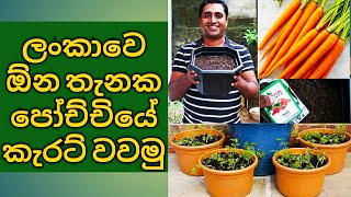 Carrot cultivation in Sri Lanka Carrot planting at home garden on pots