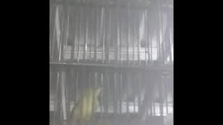 Pleci Ketakutan Burung Hantu