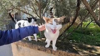 Hyperactive cat is constantly meowing and just wants me to pet her