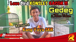LOVE BIRD KONSLET GACOR | LOVE BIRD GEDEG || Bersama Kang Yaya SKR
