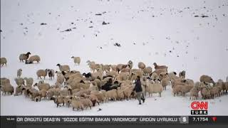 Tunceli&#39;de &quot;kuzu&quot; zamanı - CNN TÜRK