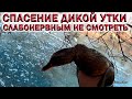 💥СПАСЕНИЕ ДИКОЙ УТКИ.👉СЛАБОНЕРВНЫМ НЕ СМОТРЕТЬ❗НОЯБРЬ 2020