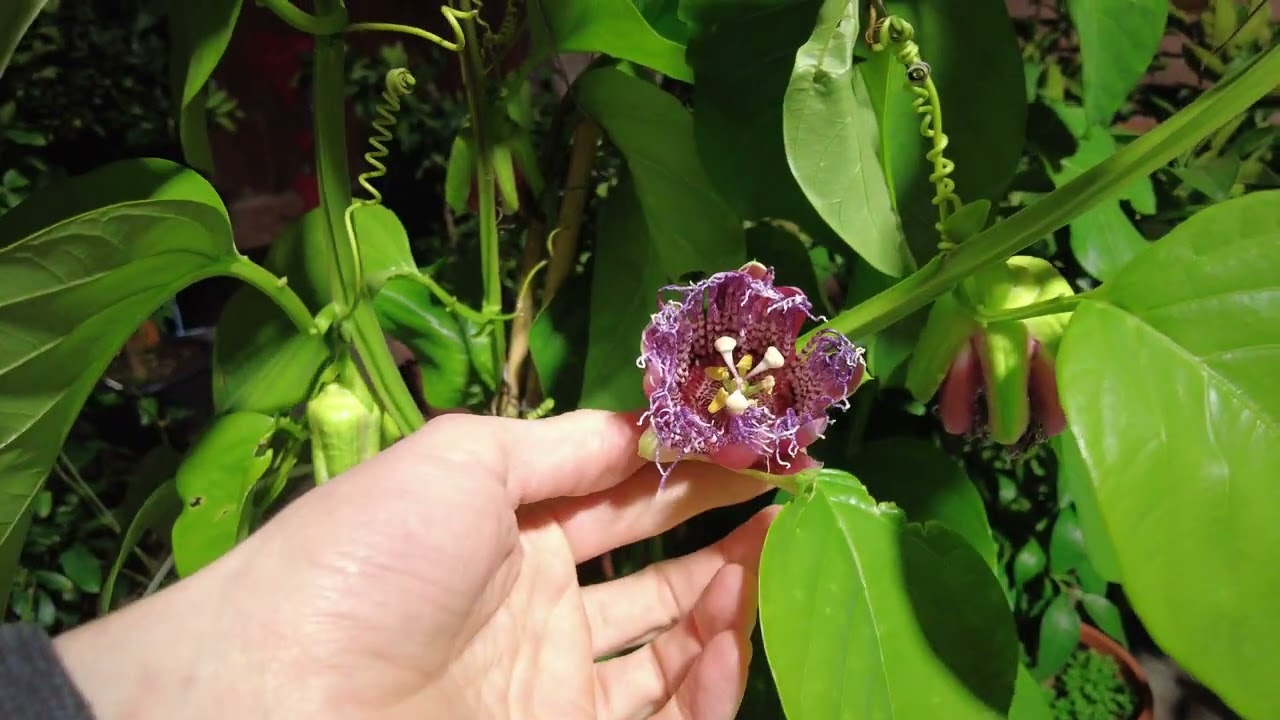 Passiflora quadrangularis bei Kälte: Wird sie zur Eiskönigin?