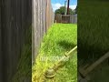 Amazing Garden Mowing