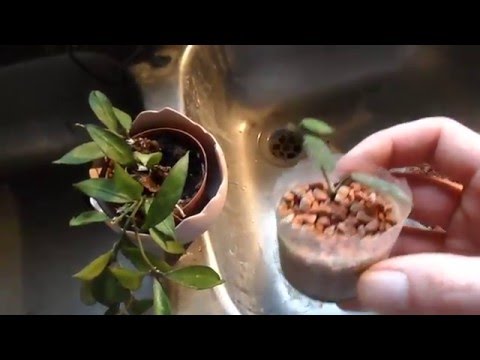 Video: Meine Wachspflanze blüht nicht - Gründe, warum eine Hoya nicht blüht