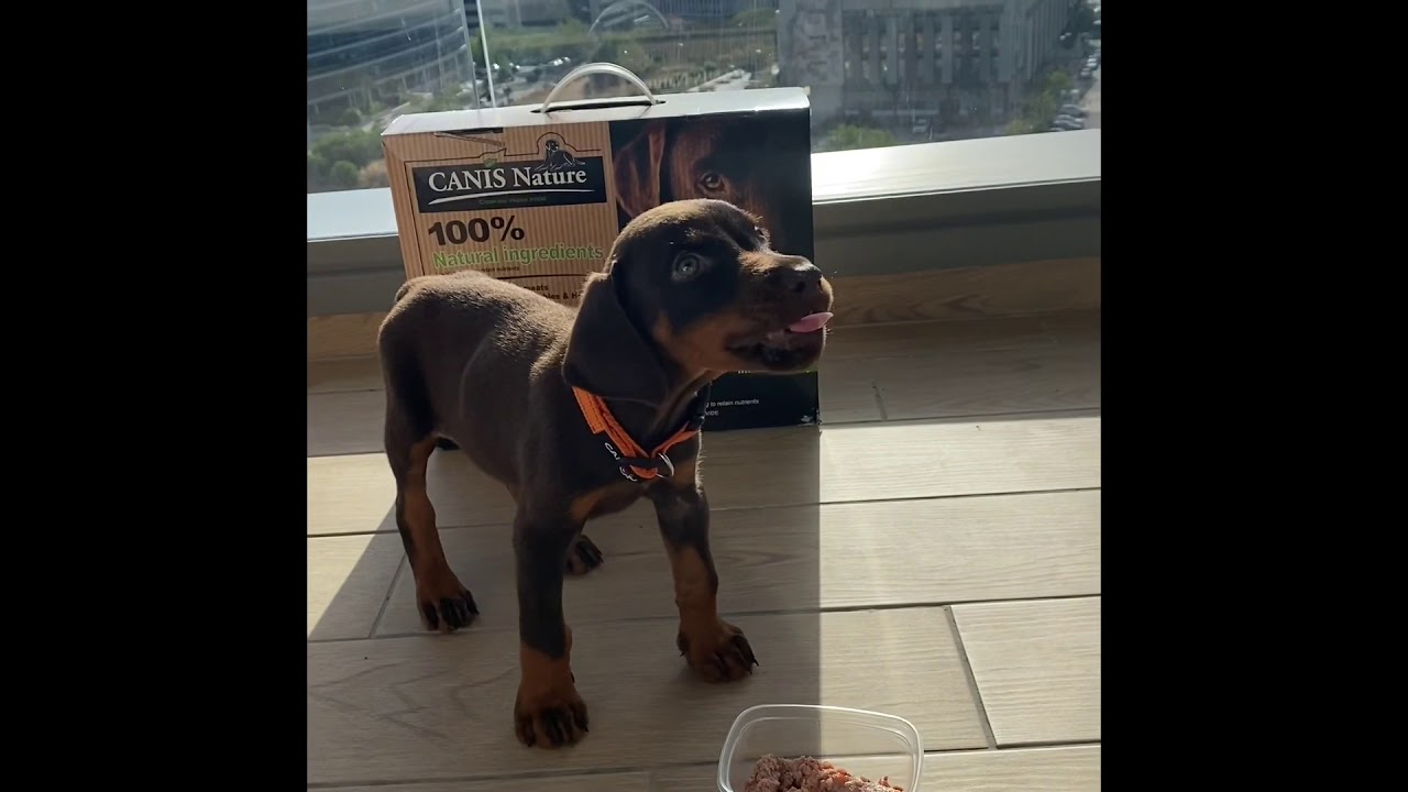 canis nature dog food royal food for a royal dog YouTube