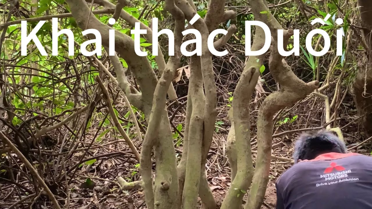 Khai thác cụm Duối- Hoàng Anh Mộc thân co lắc. Cây dáng phong tranh. #bonsai #caycanh
