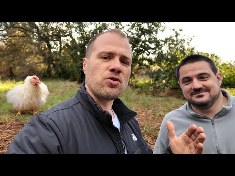 Poulailler suisse infesté de rats : le plan de piégeage filmé