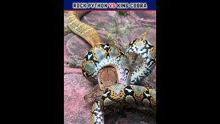  OMG  King cobra VS Rock python | आज तो King cobra गया ? shorts trending snake youtubeshorts