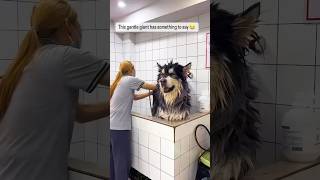 Funny Dogs Episode 192 