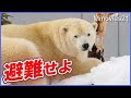 突然のフブキ避難せよ！ホッキョクグマの表情・慎重な対応に注目 Polar Bear in sudden snowstorm