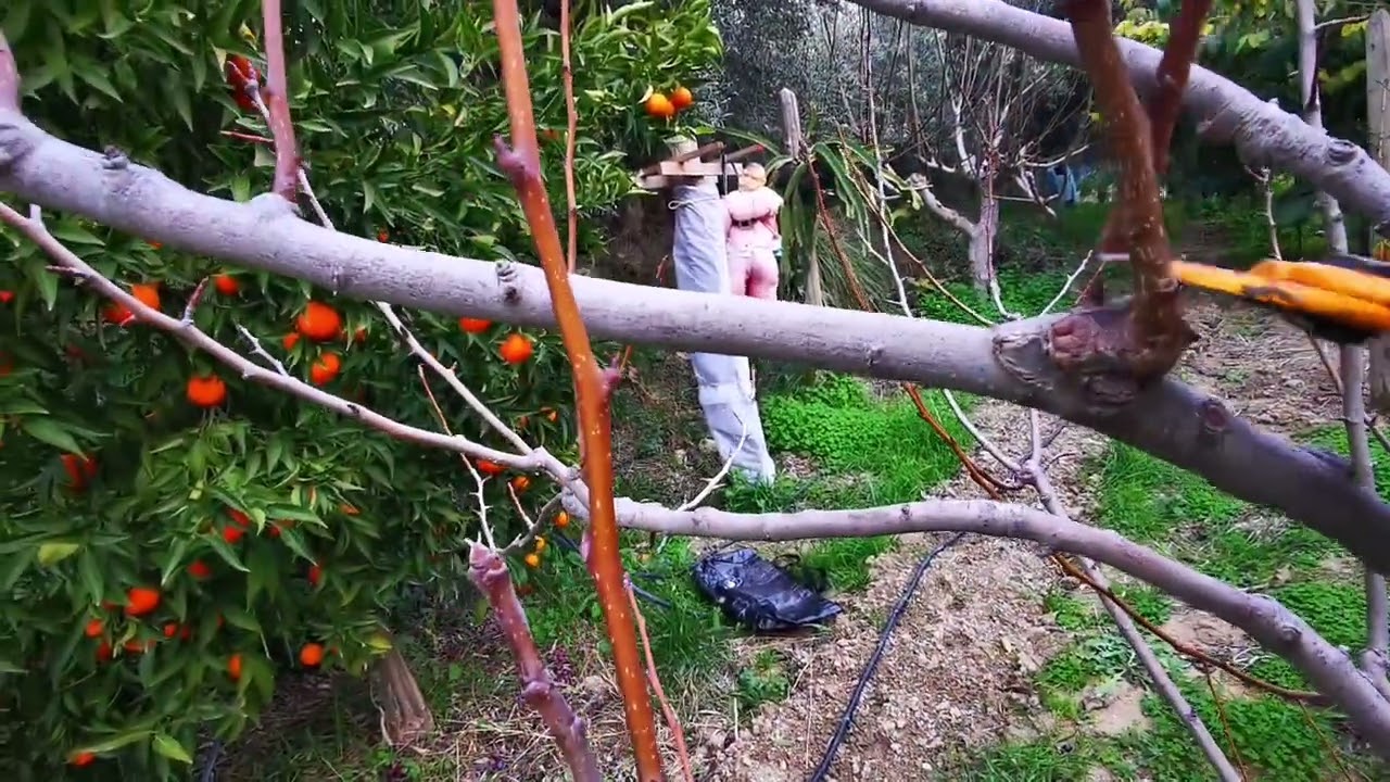 Come potare il pero. Tutto quello che bisogna sapere. 