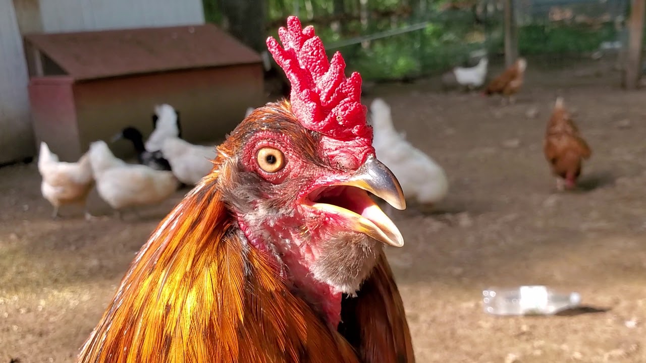 Chickens In The Heat YouTube