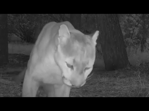 Mountain lion attacks