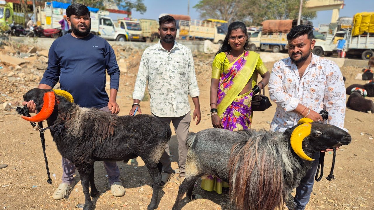Ranebennur sheep and goats market update Every Sunday morning bazar Karnataka India