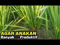 CARA MUDAH MEMPERBANYAK ANAKAN PADI PRODUKTIF