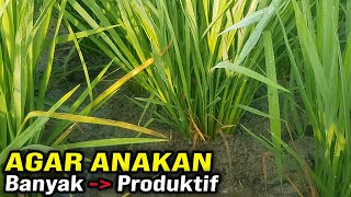 CARA MUDAH MEMPERBANYAK ANAKAN PADI PRODUKTIF