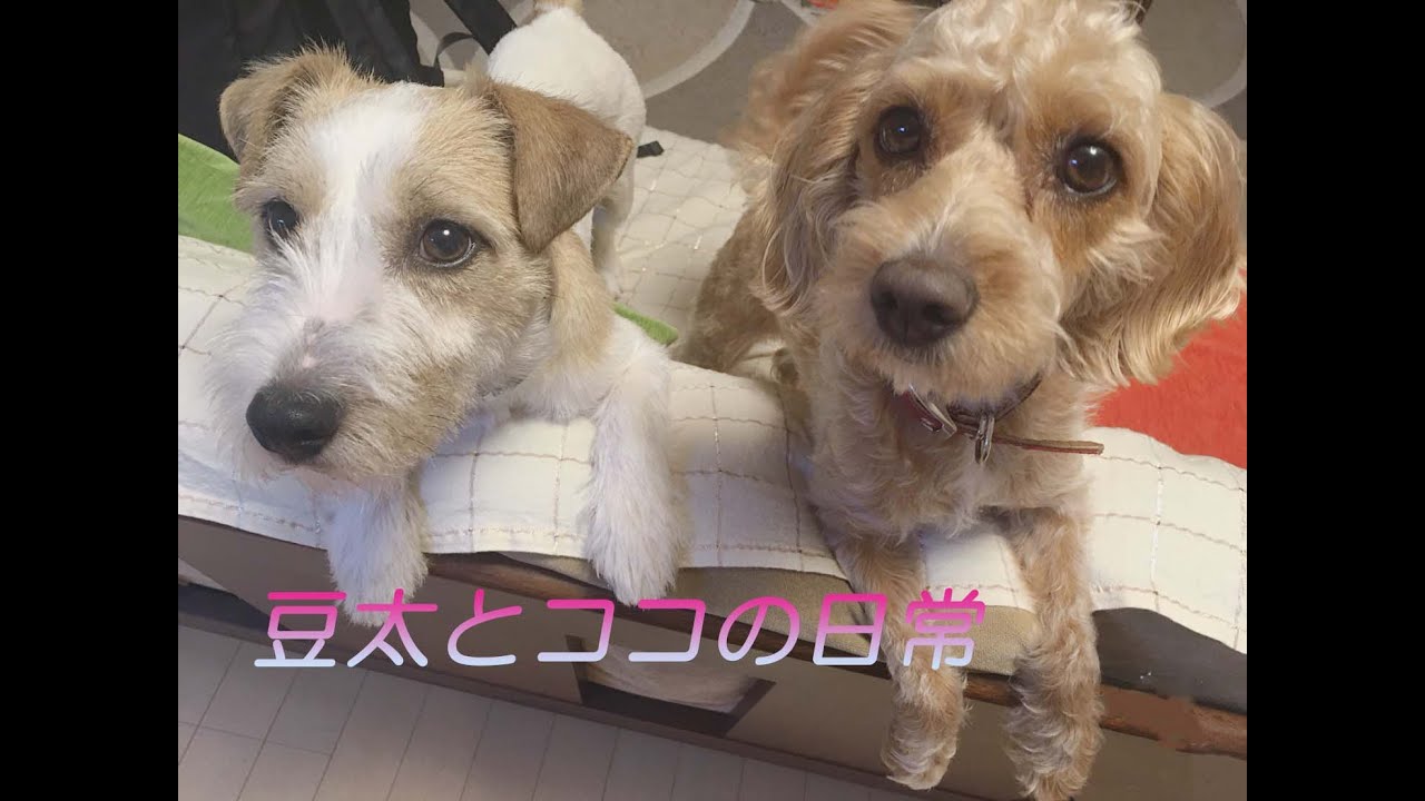 ココ(トイプードル×ビーグルMIX）♀5歳 豆太(ジャックラッセルテルア