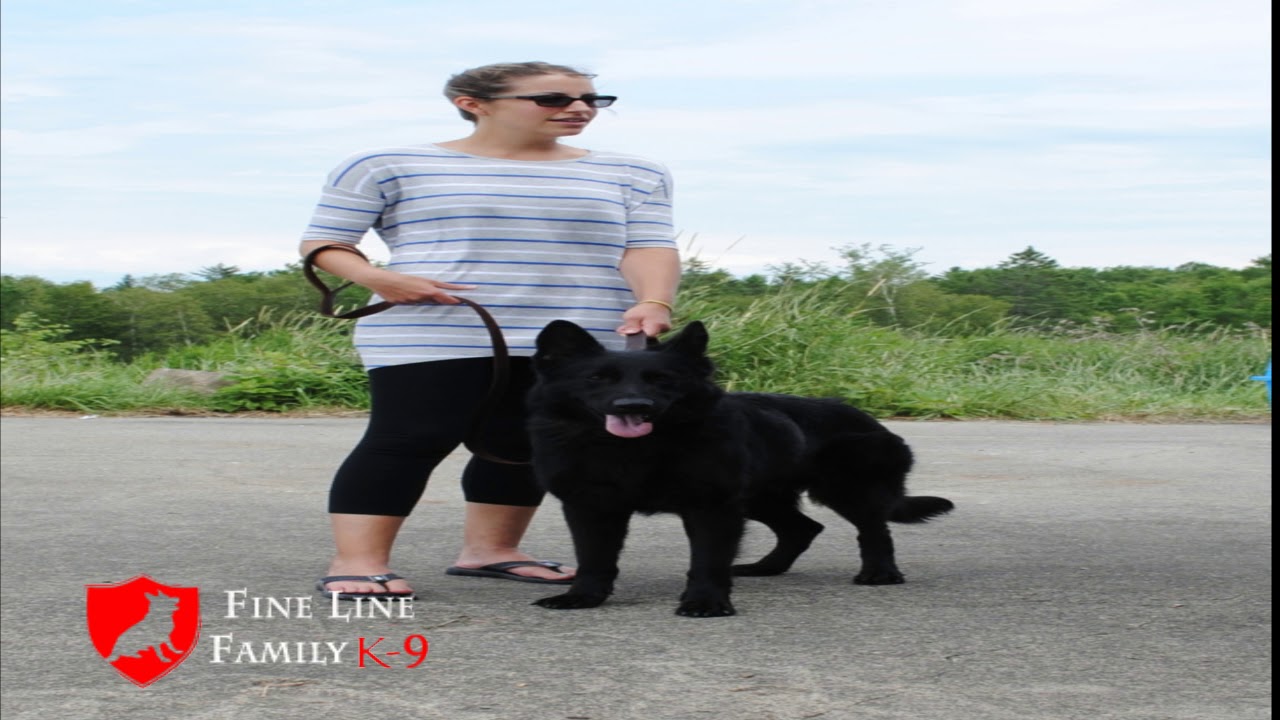 Best Protection Dogs for Sale