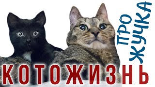 ПРО ЖУЧКА И ДРУГИЕ НОВОСТИ 😻 КОТОЖИЗНЬ!