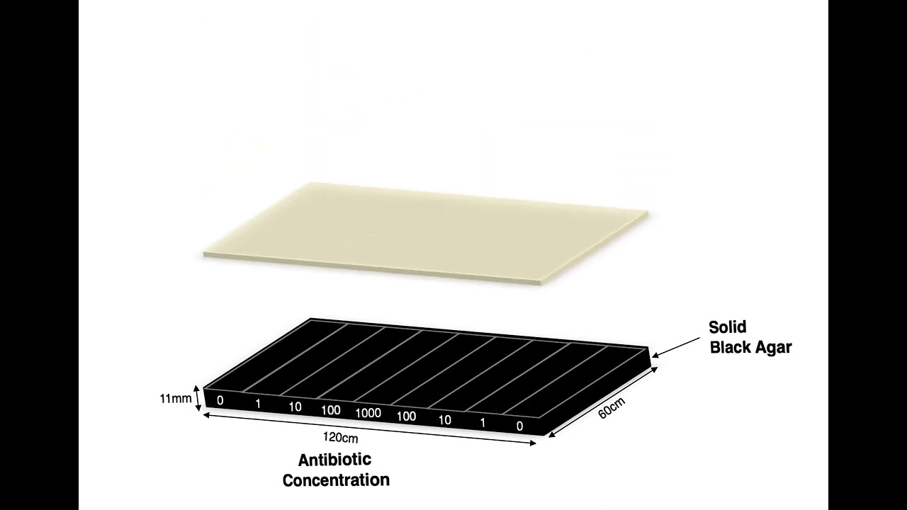 MEGA-plate experiment setup