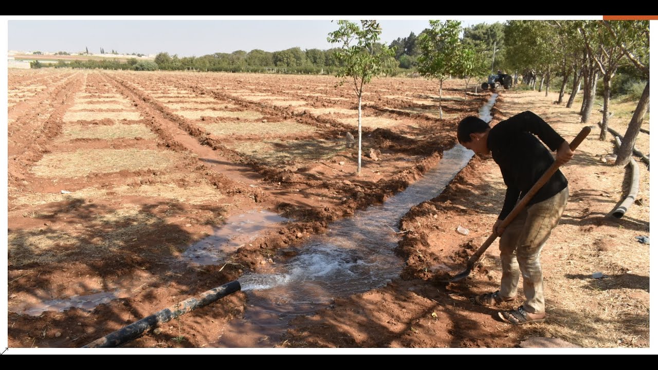 أساليب جديدة في زراعة الفستق الحلبي و جني ثماره في 5 سنوات - الشهباء