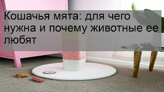 Кошачья мята: для чего нужна и почему животные ее любят