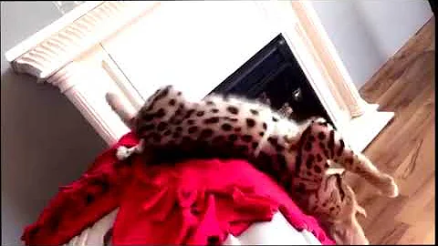 Watch the video about Serval Hurts Himself!