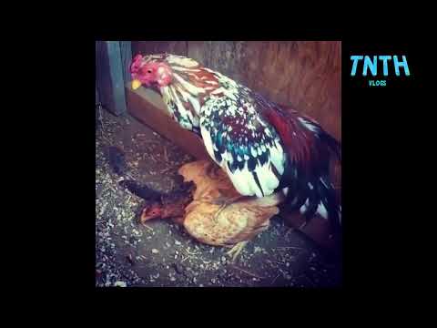 Video Gà đạp mái xong tai biến lăn ra chết. Anh em rút kinh... - youtube