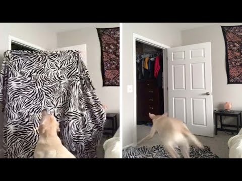 owner-pranks-dog-with-"what-the-fluff-challenge"