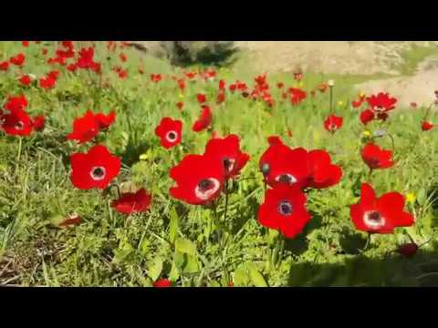 Κόκκινα άγρια ​​λουλούδια-Zhiyun ομαλή 4 Gimbal αναθεώρηση 3...