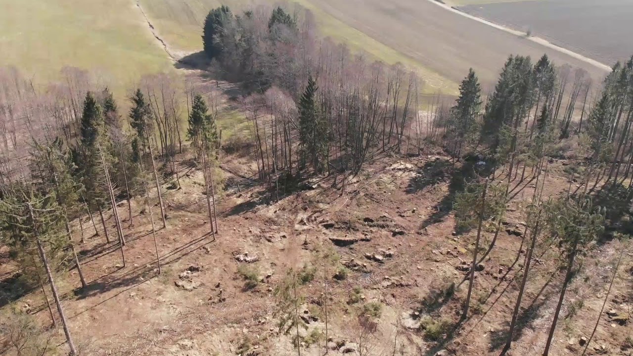 Aufräumarbeiten abgeschlossen - unser Wald nach dem Orkan Kolle am 18.08.2017