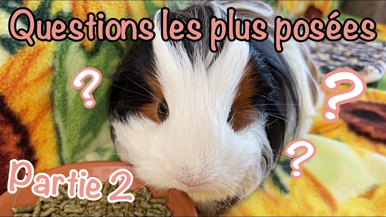 Je réponds à vos questions les plus posées en commentaires! #2