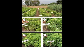 Randomization for incomplete block designs in R software