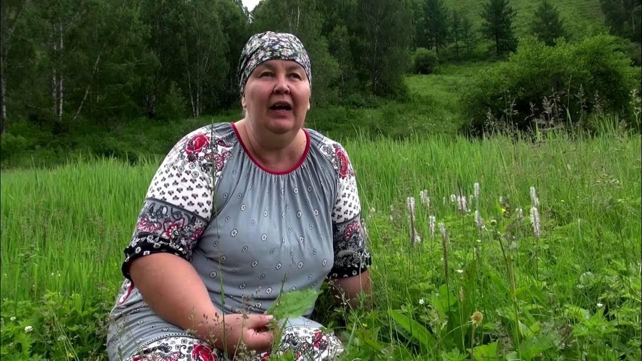 ПОДОРОЖНИК БОЛЬШОЙ || Полезные свойства и применение - YouTube