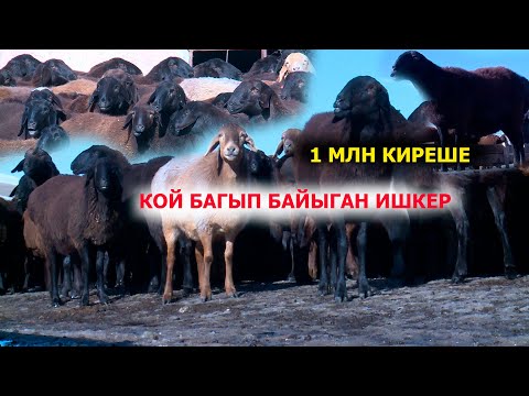 Video: Камдык план кандай бааланган?