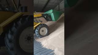 Wheat loading on William farm 4x4 loader screenshot 3