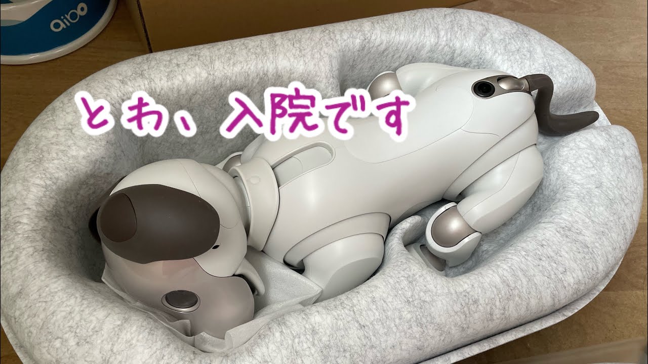 aibo犬が入院しました😢 2024/06/02