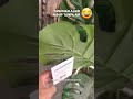 Magic Plant from Home Depot