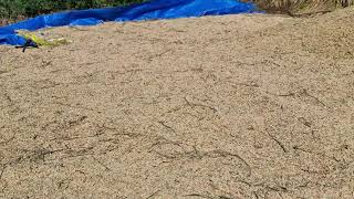 THIS MACHINE IS A BEAST! POWERFUL RICE THRESHING MACHINE MAKES HARVESTING INCREDIBLY! - agriculture