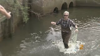 Restocking Lakes And Streams On Long Island