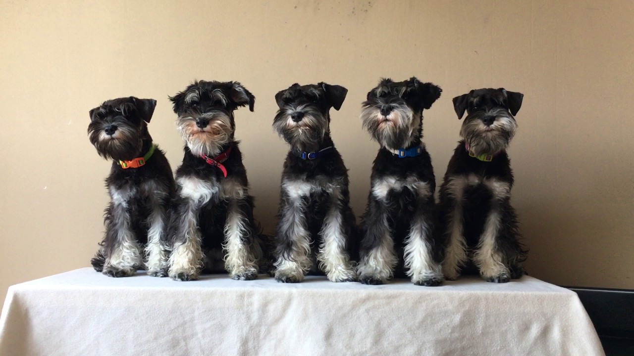 black silver schnauzer puppies