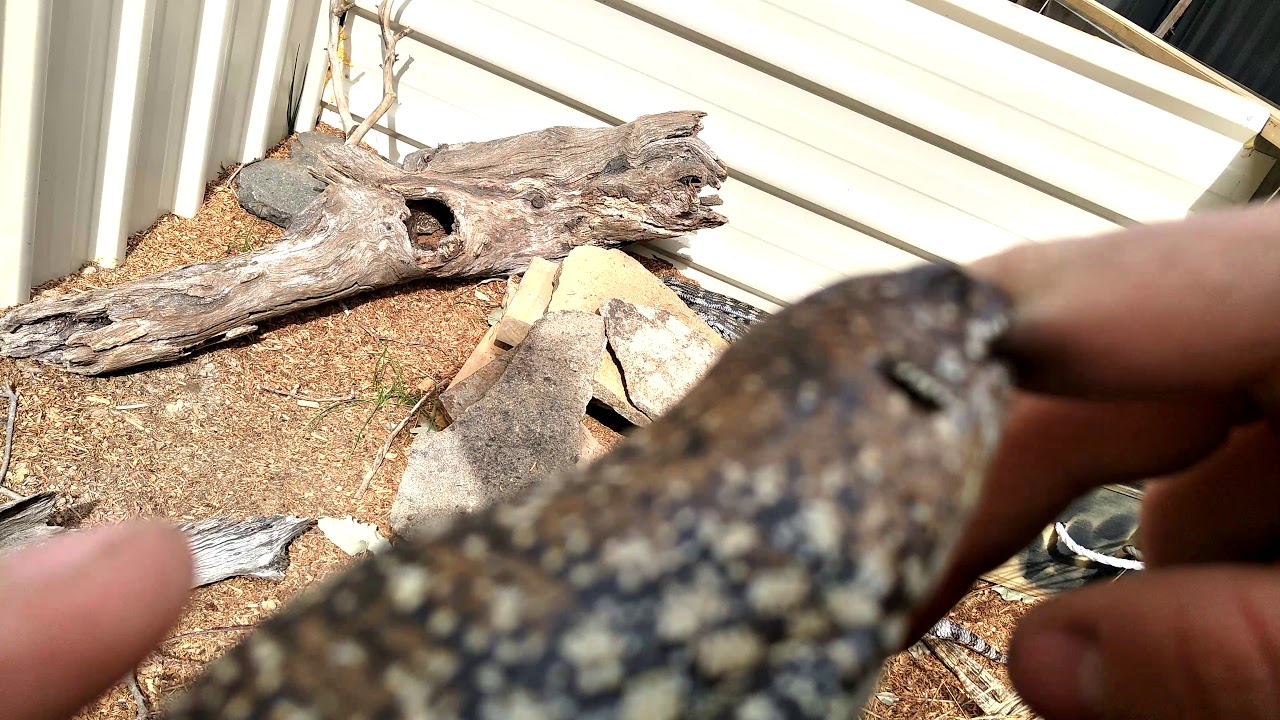 camera iphone 8 plus apk The process of transitioning the lizards! And bitten hard?!!!