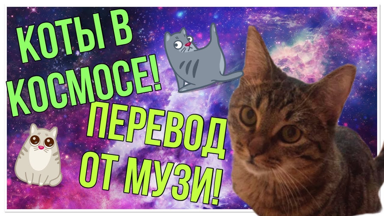 Песни с котами видео. Коты поют в космосе. Кот кубакот. Трек с котом космос. Видео с котами песни.