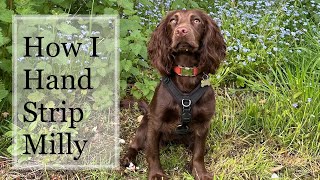 Hand stripping my cocker spaniel at home!