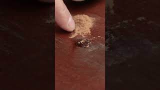 Fixing Defects In Wood With Super Glue And Sanding Dust diy furniture woodworking
