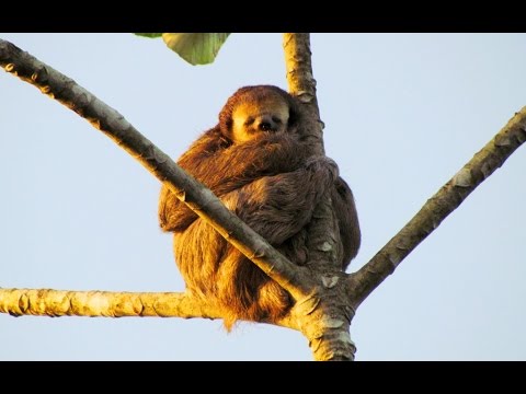 Sloth flees rainstorm!
