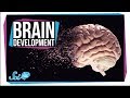 When Does Your Brain Stop Developing?